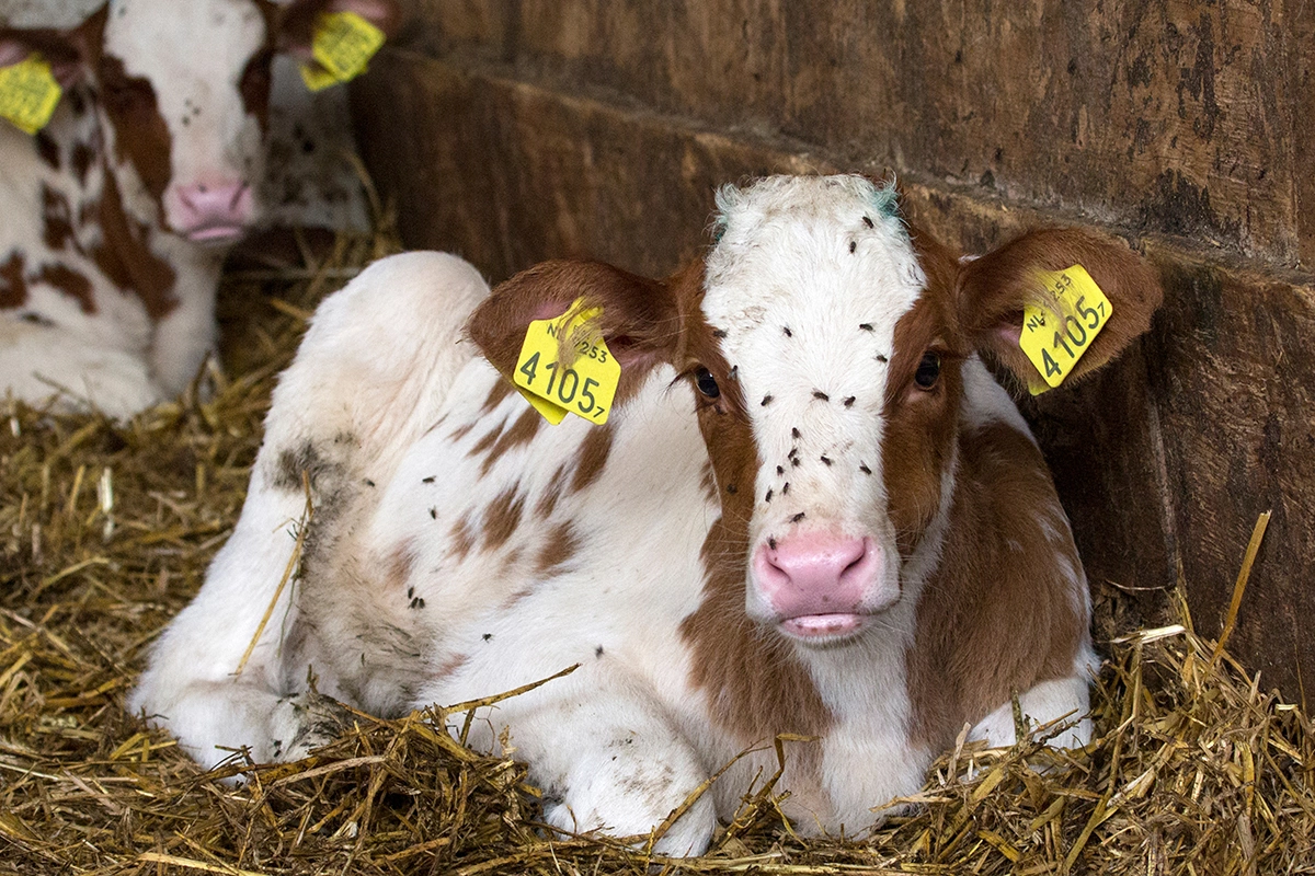 Предпочитают обитать в местах выпаса скота, возле пастбищ и животноводческих ферм