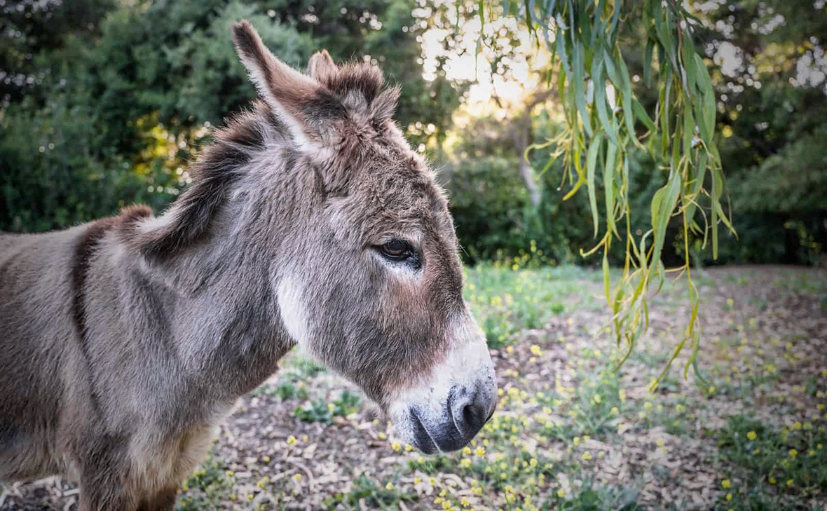 Barron Park Donkey Project