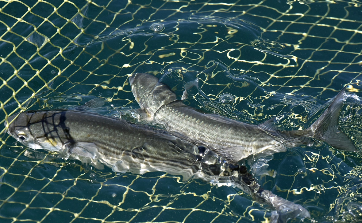 Александр Полегенько / РИА Новости