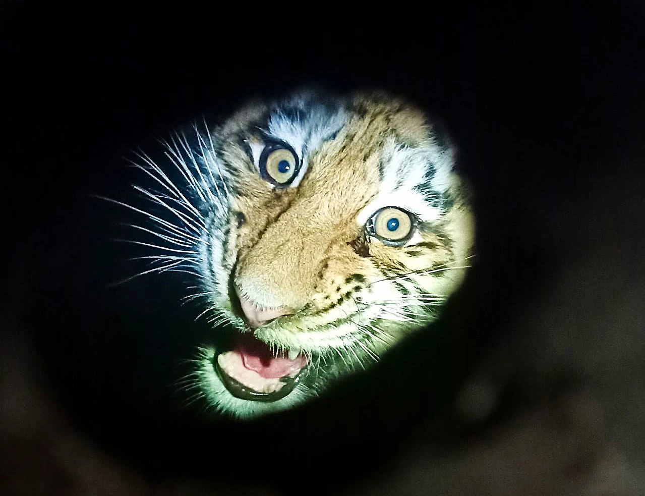 центр "Амурский тигр"