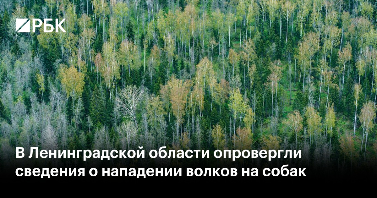 В Ленинградской области опровергли сведения о нападении волков на собак