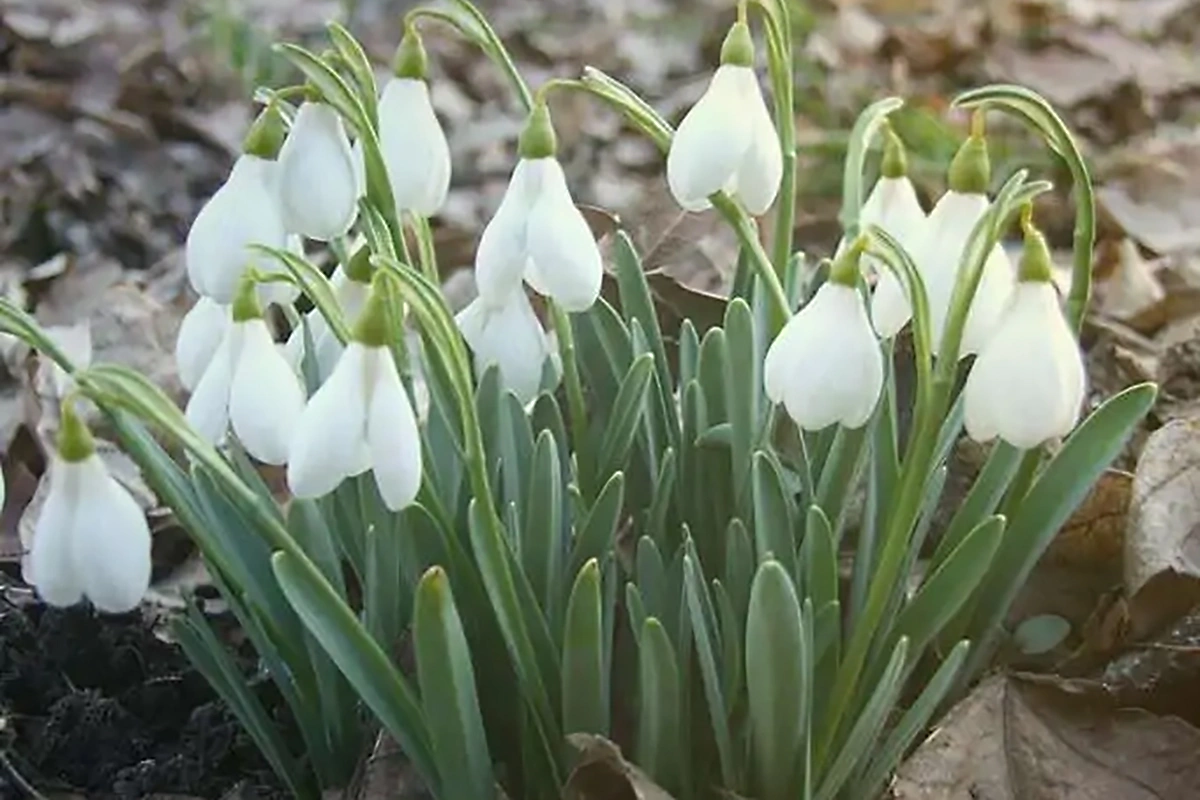 <p>Подснежник кавказский (Galanthus caucasicus)</p>