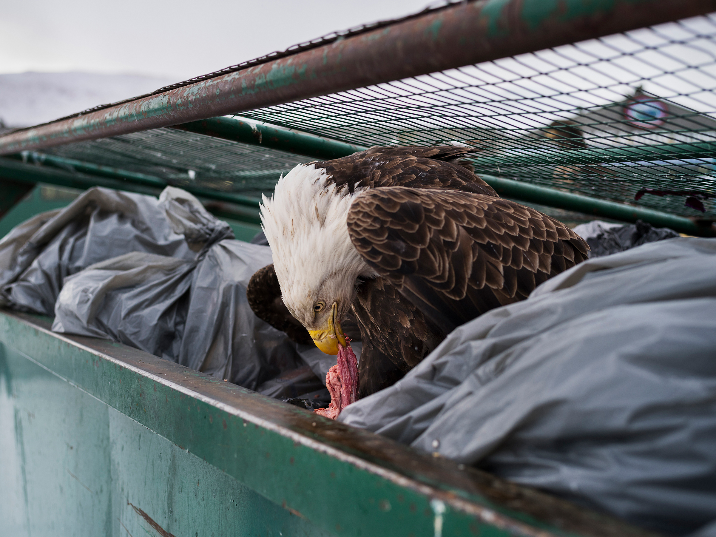 Кори Арнольд, США

На снимке белоголовый орлан ест мясные отходы из мусорного контейнера у супермаркета в штате Аляска. Некоторое время назад этот вид птиц был близок к вымиранию.



