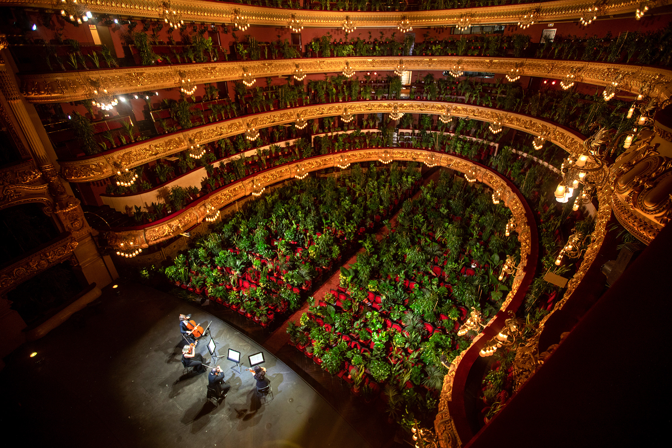 22 июня. Барселона, Испания. Музыканты репетируют в Гран театро дель Лисео для онлайн-концерта. 2,3 тыс. мест в зрительном зале занимают растения, привезенные из местных детских садов