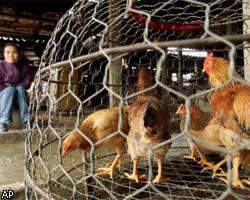 Власти Китая сообщили о новых очагах "птичьего гриппа"
