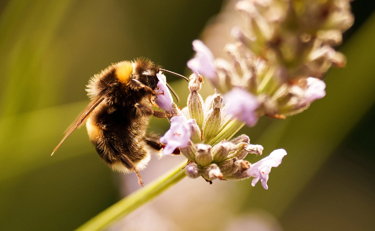 Christopher Furlong / Getty Images