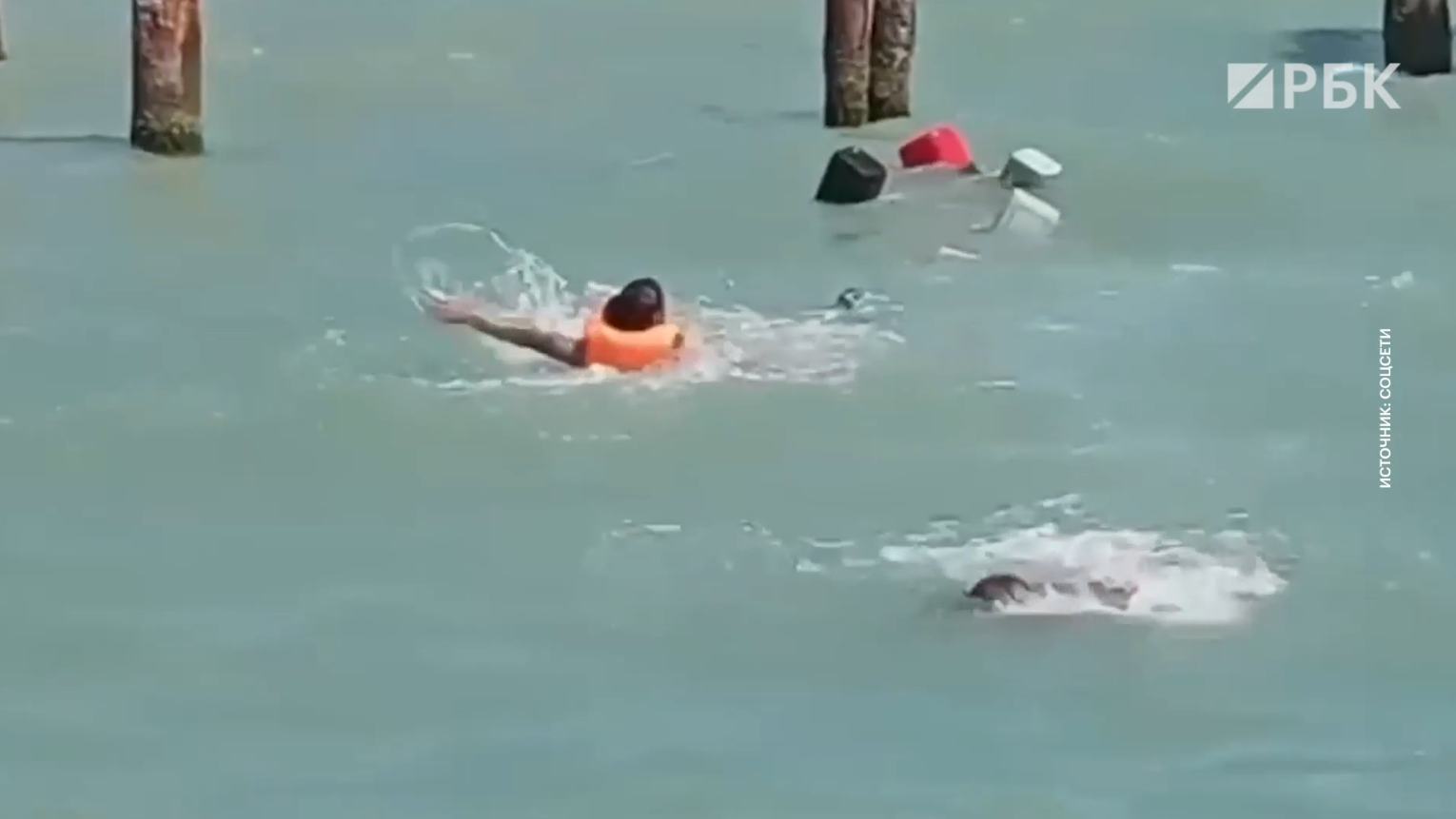 Тюлень напал на людей на пляже в Азербайджане. Видео
