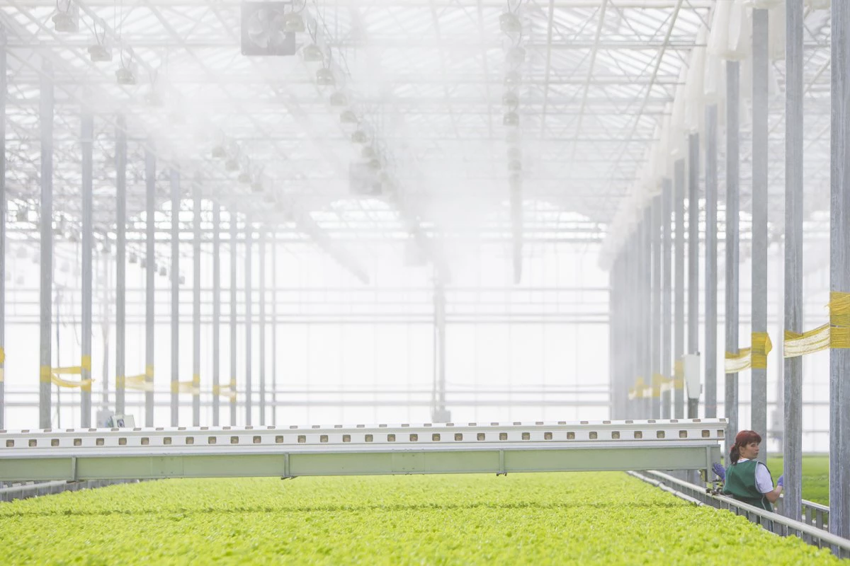 Александр Подгорчук