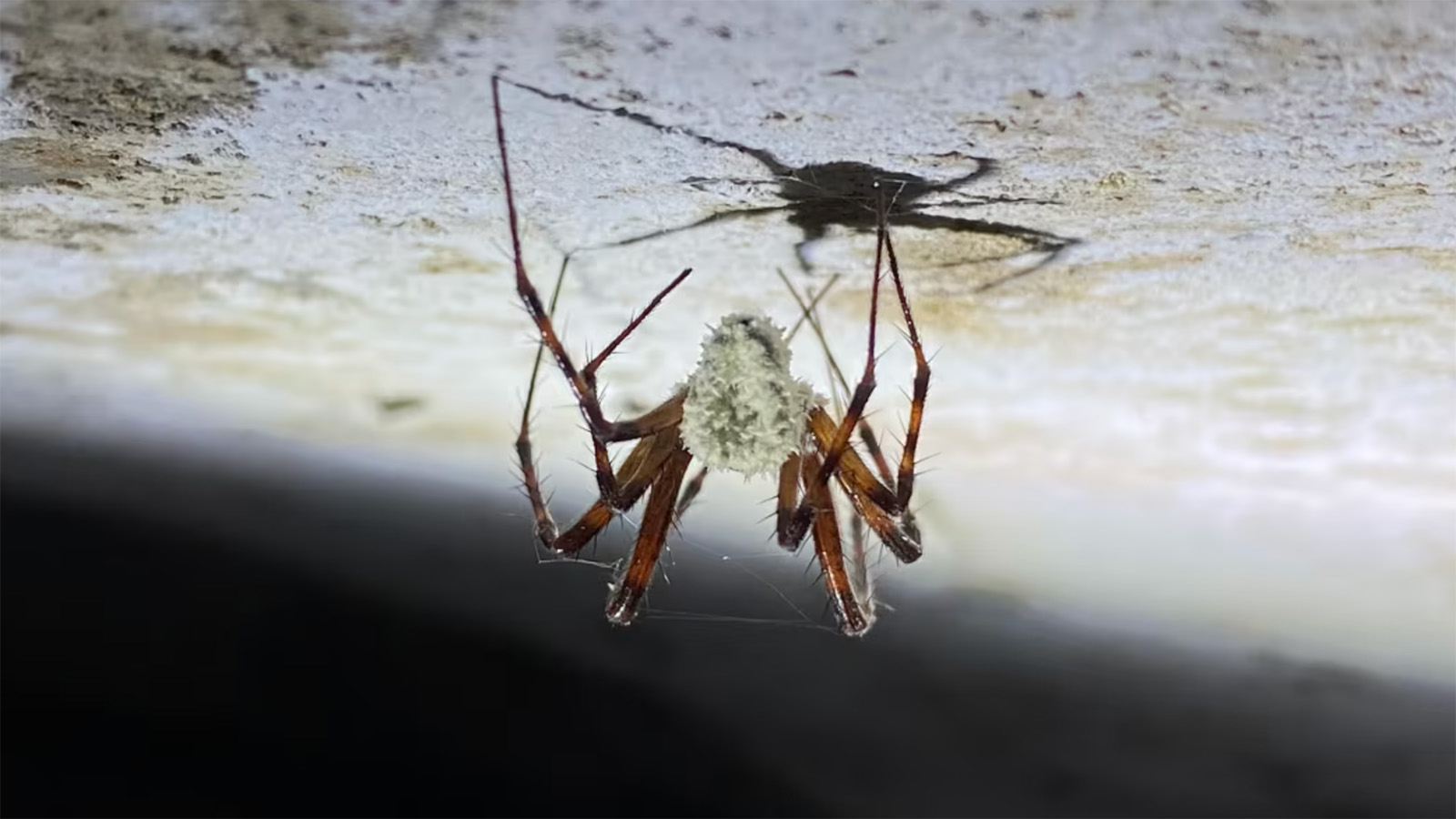 Паук-«зомби», зараженный грибком Gibellula attenboroughii