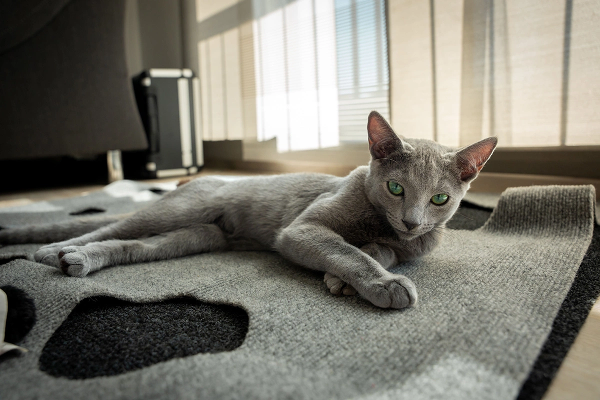 Русская голубая кошка