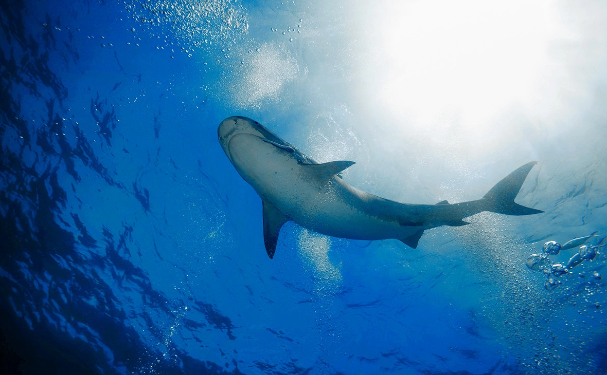 Андрей Некрасов / imagebroker.com / Global Look Press