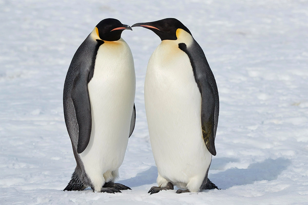 <p>Исчезновение льда в морях Антарктиды угрожает нескольким видам морских птиц, таким как пингвины Адели и императорские пингвины</p>