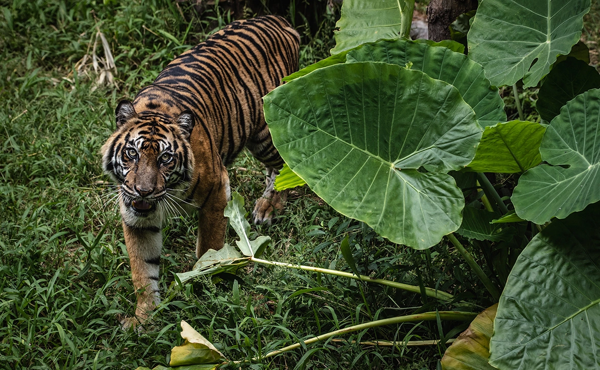 Ulet Ifansasti / Getty Images