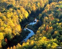 Новый Лесной кодекс: леса в России будут частными