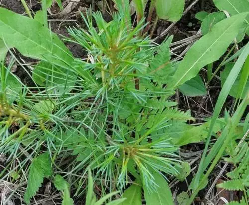 РБК Приморье