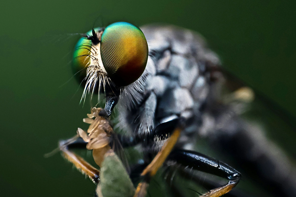 Кусаются только некоторые виды мух, обычные комнатные делать этого не умеют