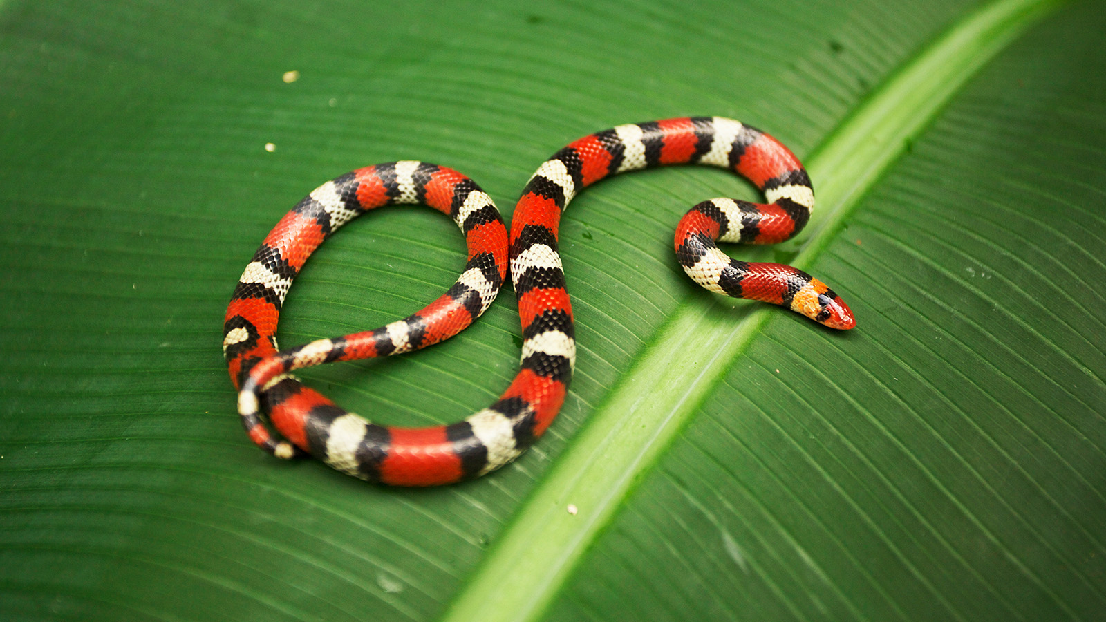 Королевская змея