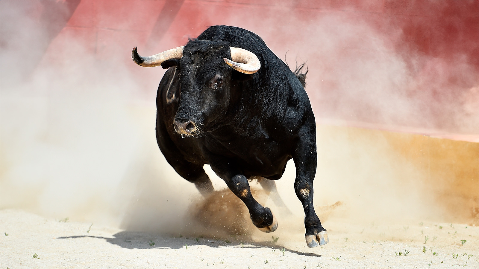 В Испании на корриде бык насмерть забодал человека