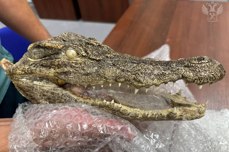 Фото: ФТС России