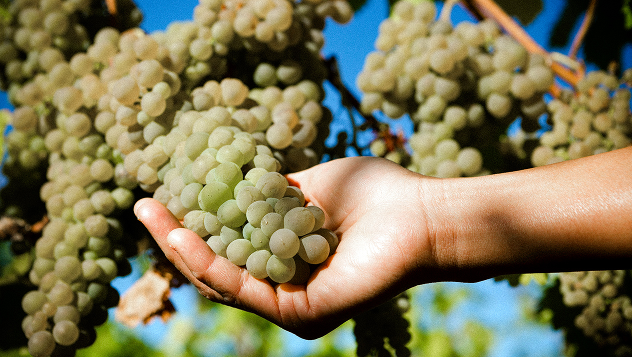 Шампанский дом Ди Каприо получил сертификат регенеративного производства