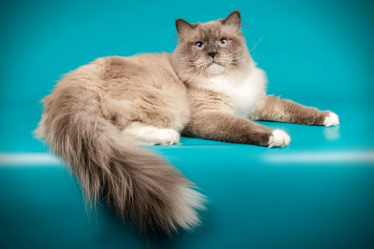 Высокие титулы родителей, подтвержденные сертификатами международных фелинологических ассоциаций, указывают на качество линии