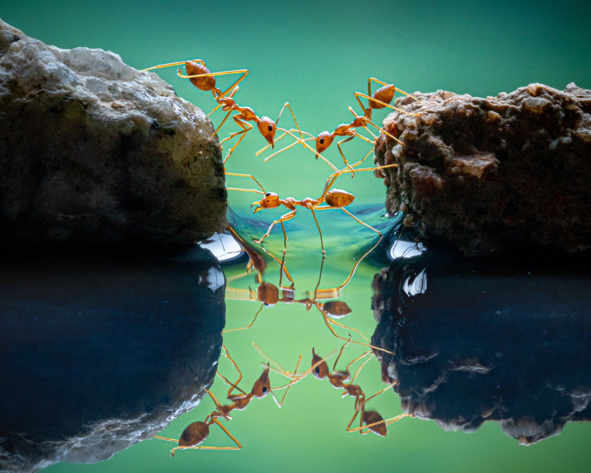Скрещивание красных муравьев в Индонезии. Фото: Чин Леонг Тео. Победитель в категории &laquo;Поведение&nbsp;&mdash; беспозвоночные&raquo;
&nbsp;