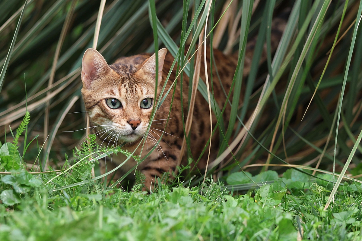 Бенгальская кошка