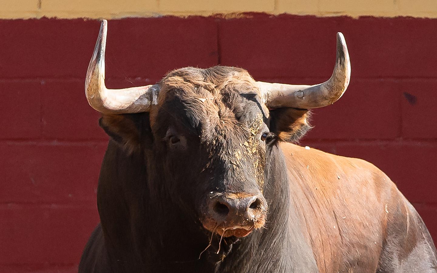 Фото: Sergio Castro Dominguez / Shutterstock / FOTODOM