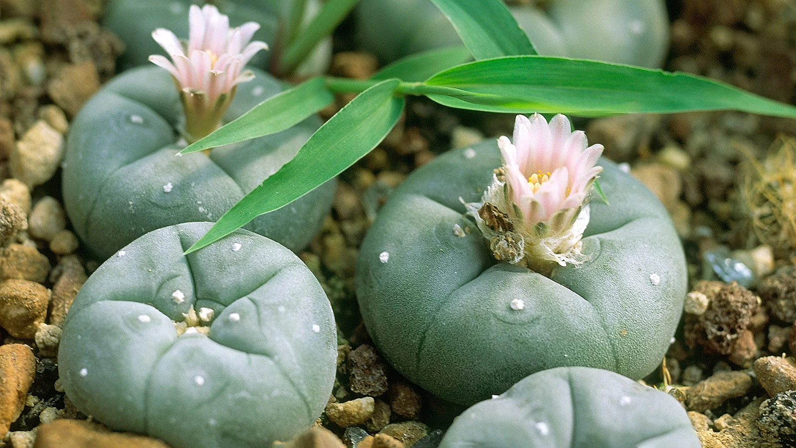 Кактус Lophophora williamsii