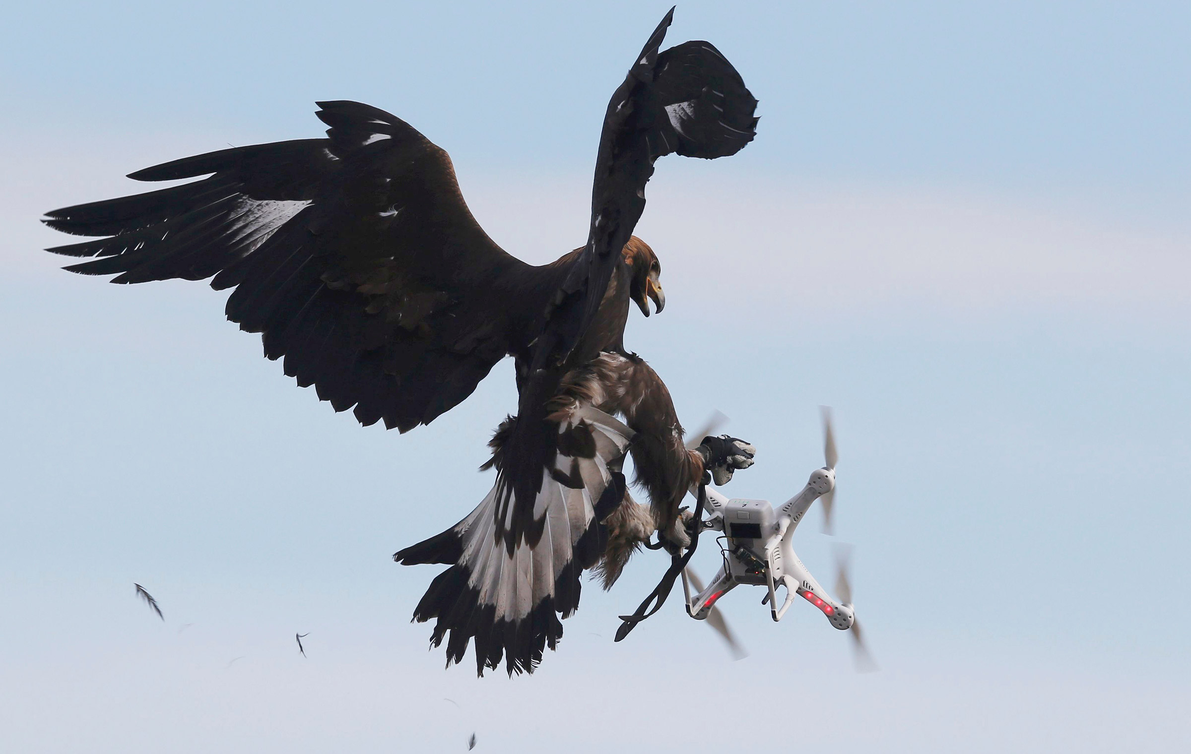 Февраль. Орел схватил дрон во время военных учений на базе ВВС Франции в Мон-де-Марсан. Франция
