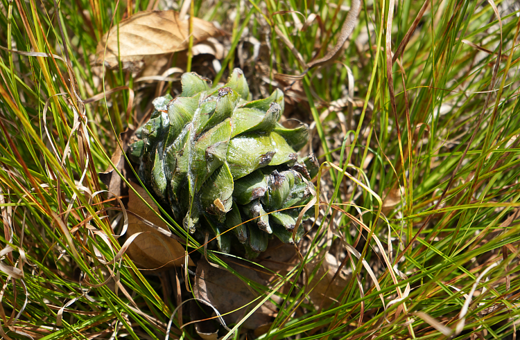 министерство лесного и охотничьего хозяйства ПК