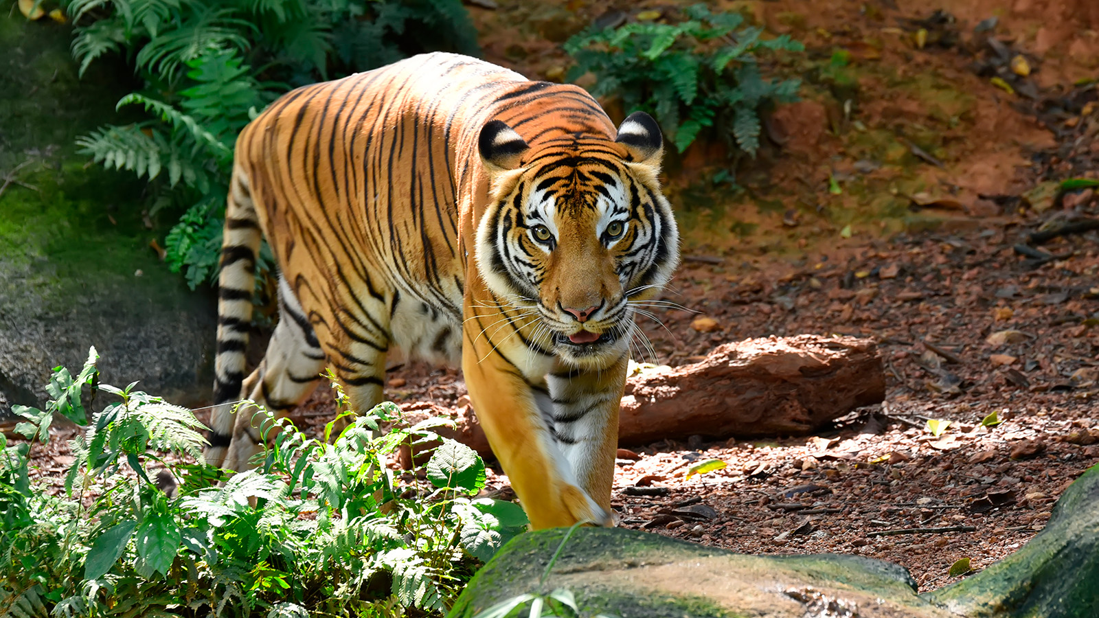 <p>Малайский тигр</p>