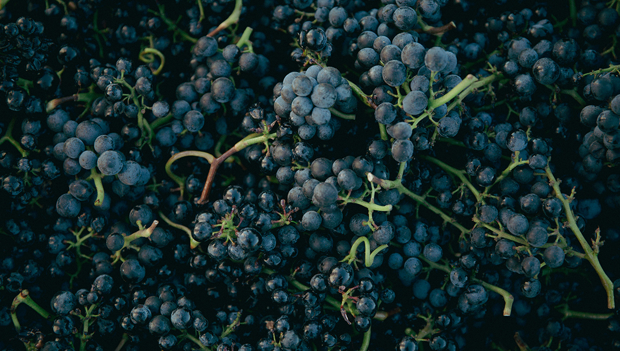 Между творцом и любителем: кто такие малые виноделы в России