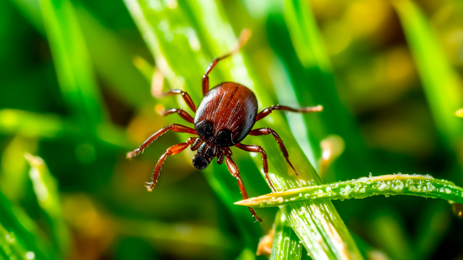 В России проснулись клещи. Почему это произошло так рано