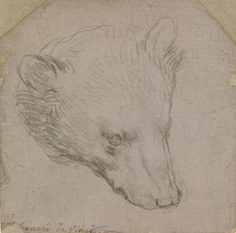 Леонардо да Винчи. &laquo;Голова медведя&raquo;