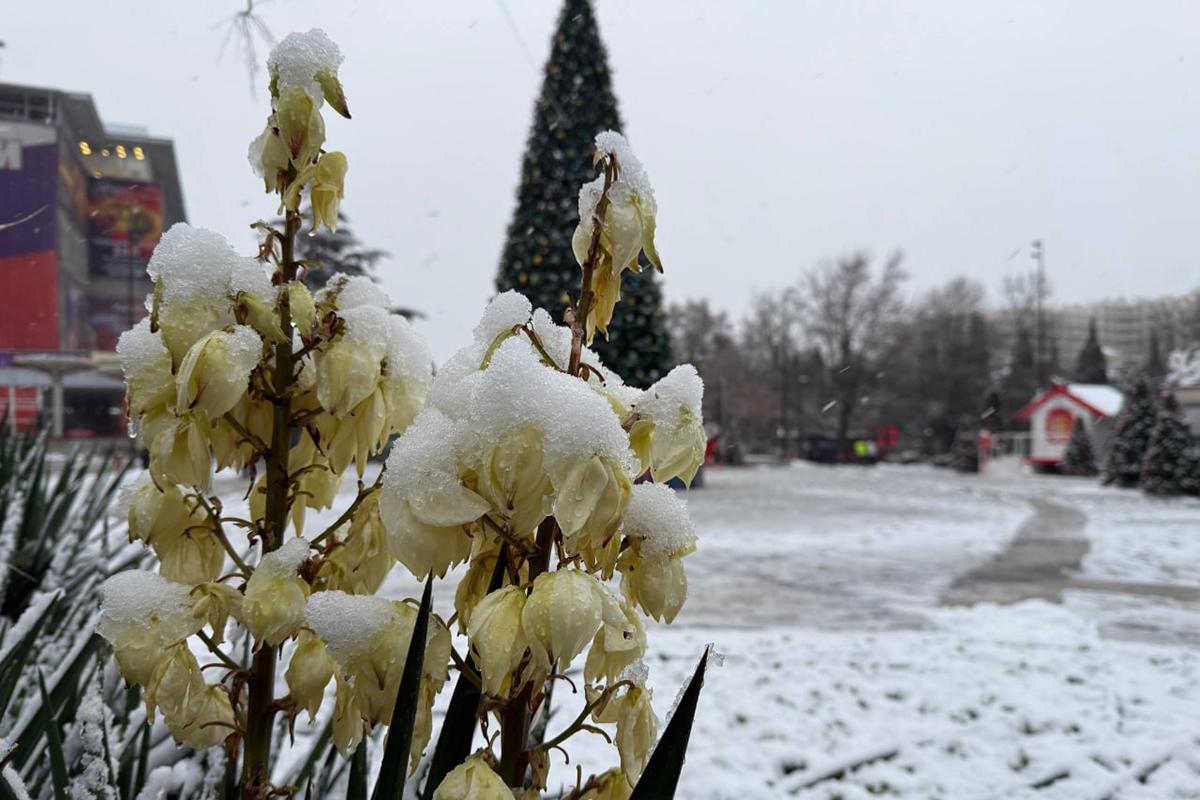 Cнегопад в Большой Ялте, 29 декабря 2025 года