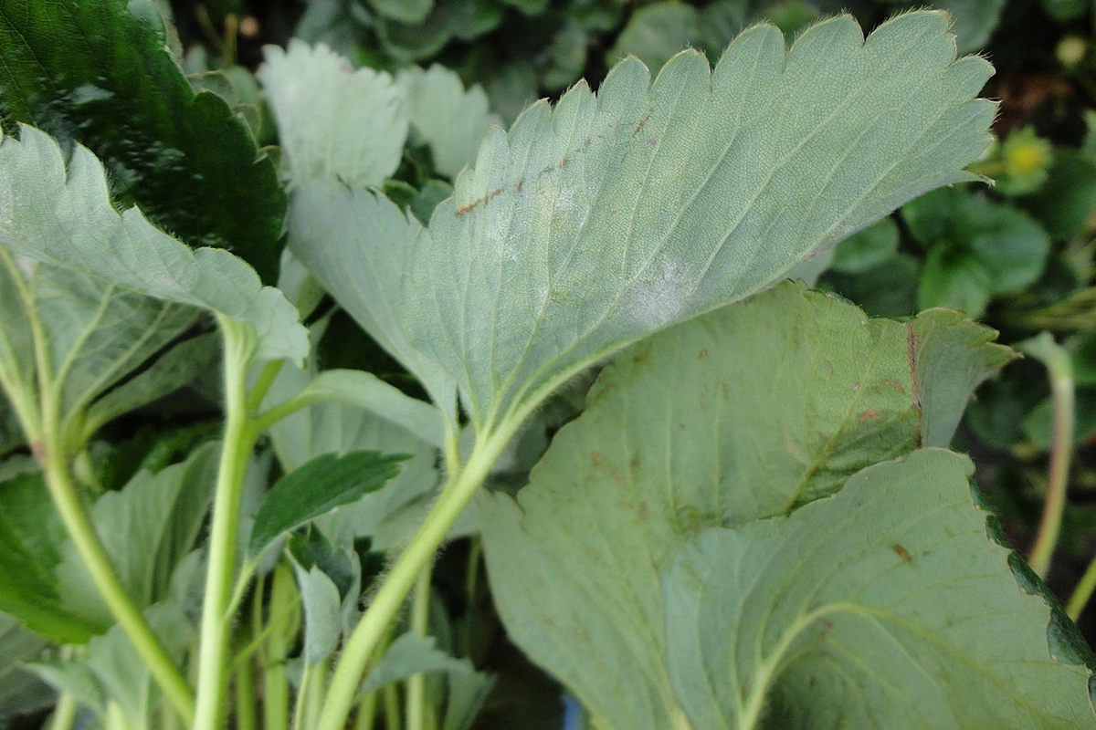 Мучнистая роса выглядит как белый налет на листьях