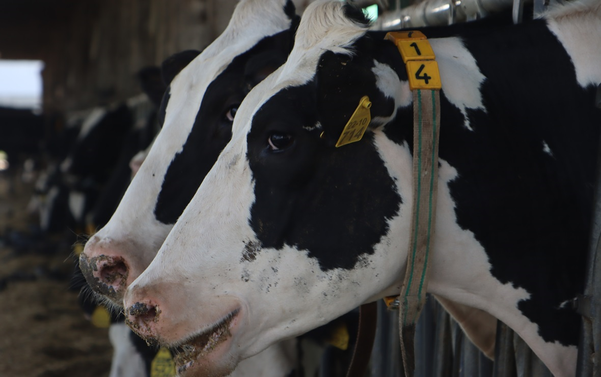 пресс-служба ГК «Прогресс-Агро»