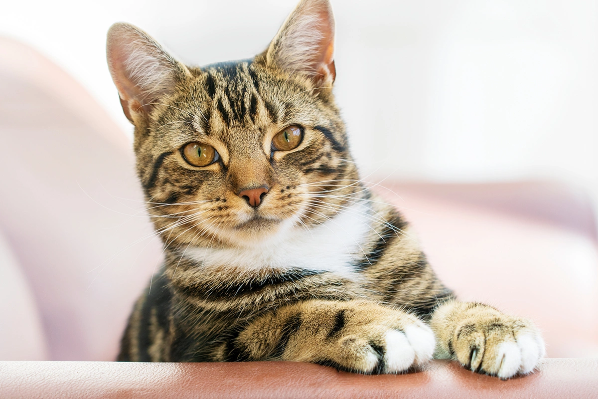 Домашняя кошка (метис)