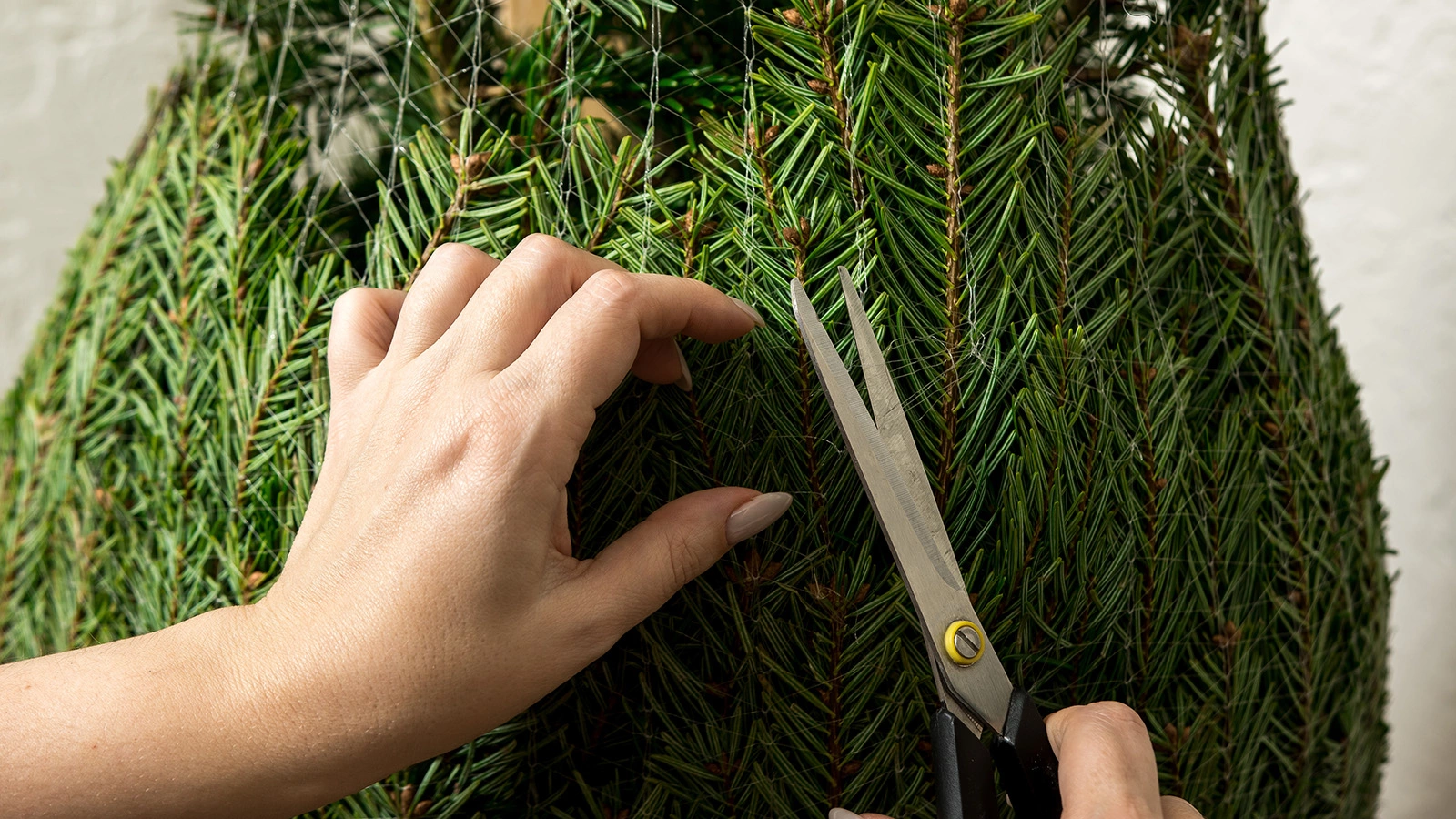 Врач развеял миф об опасности «елочных» клещей