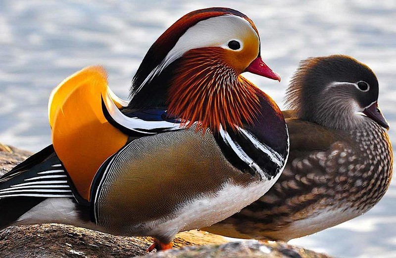 Фото: Красная книга России