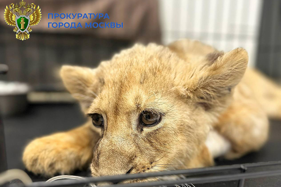 Фото: Прокуратура Москвы
