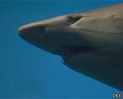 Спустя месяц после нападения акул на людей в Приморье сумели поймать двухметровую хищницу