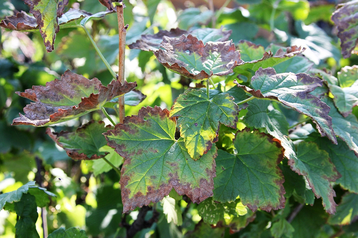 При антракнозе листья смородины покрываются мелкими пятнами