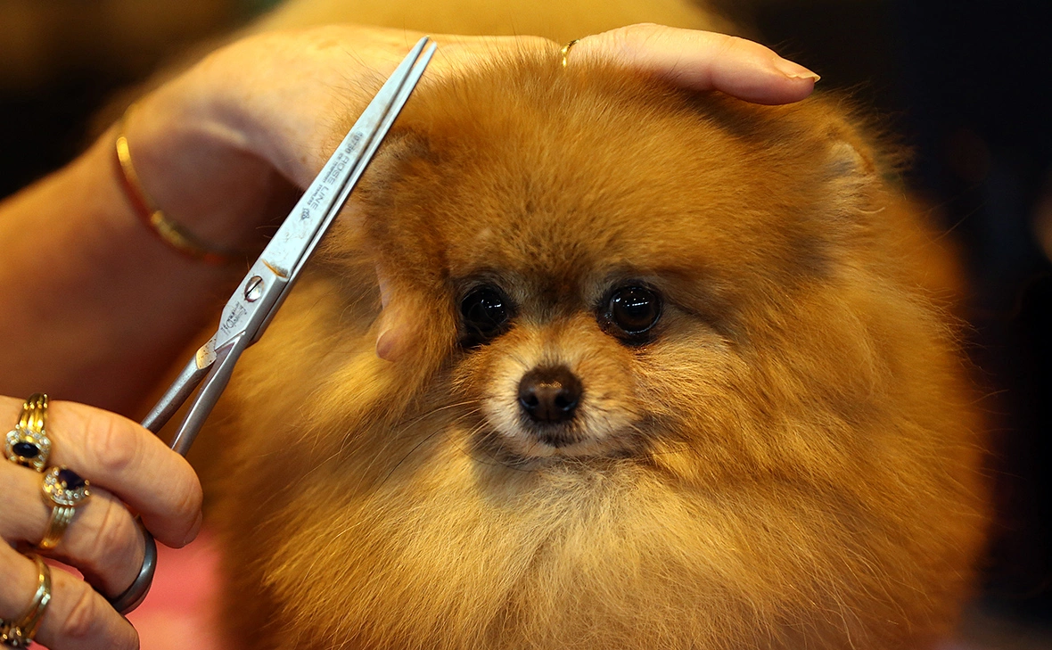 Carl Court / Getty Images