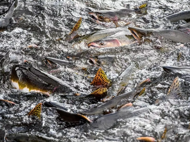 Правительство Сахалинской области