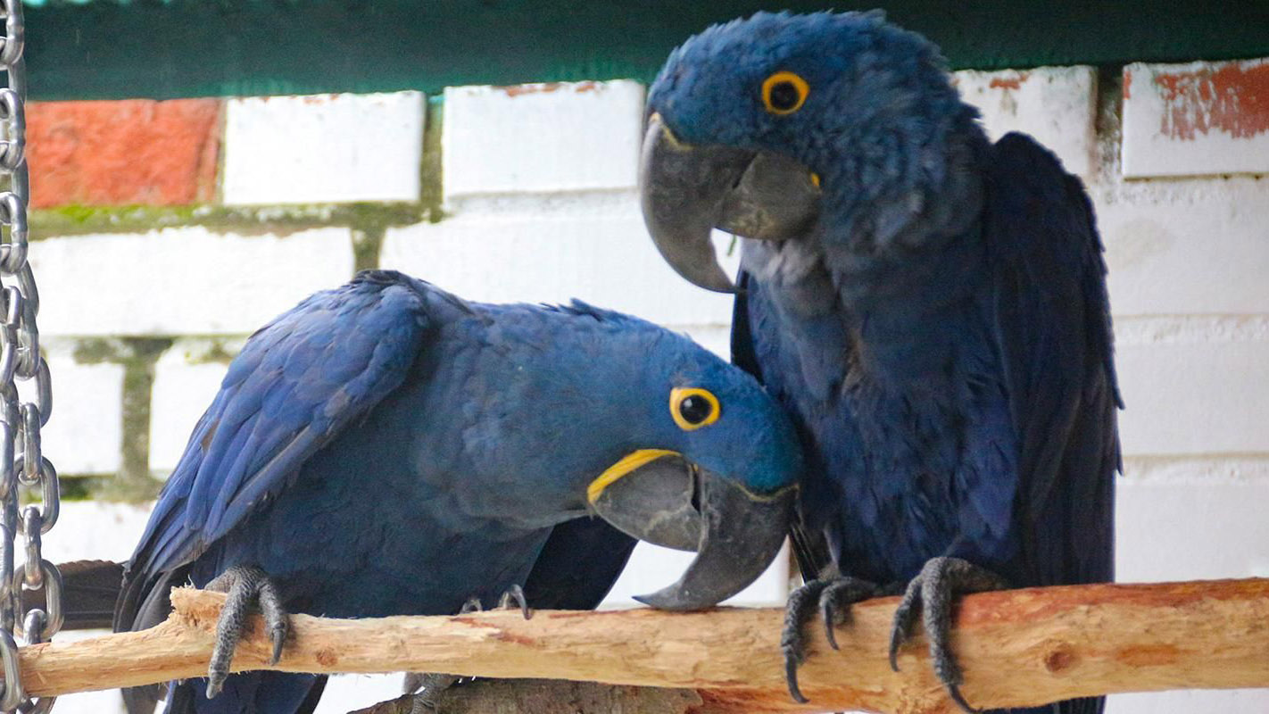 Гиацинтовые ара