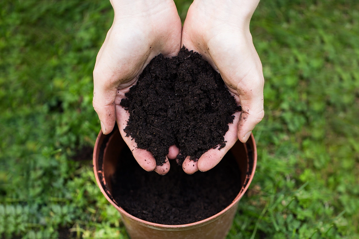 Для цикламена подойдет почва с высоким содержанием торфа