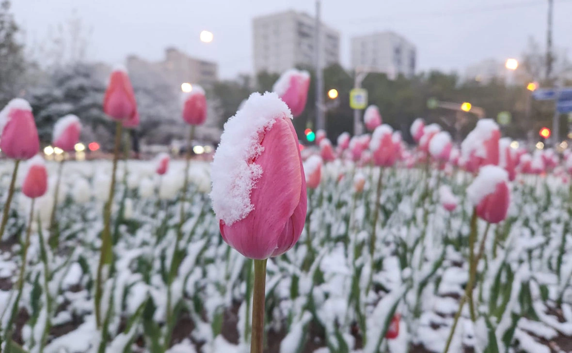 Михаил Гребенщиков / РБК