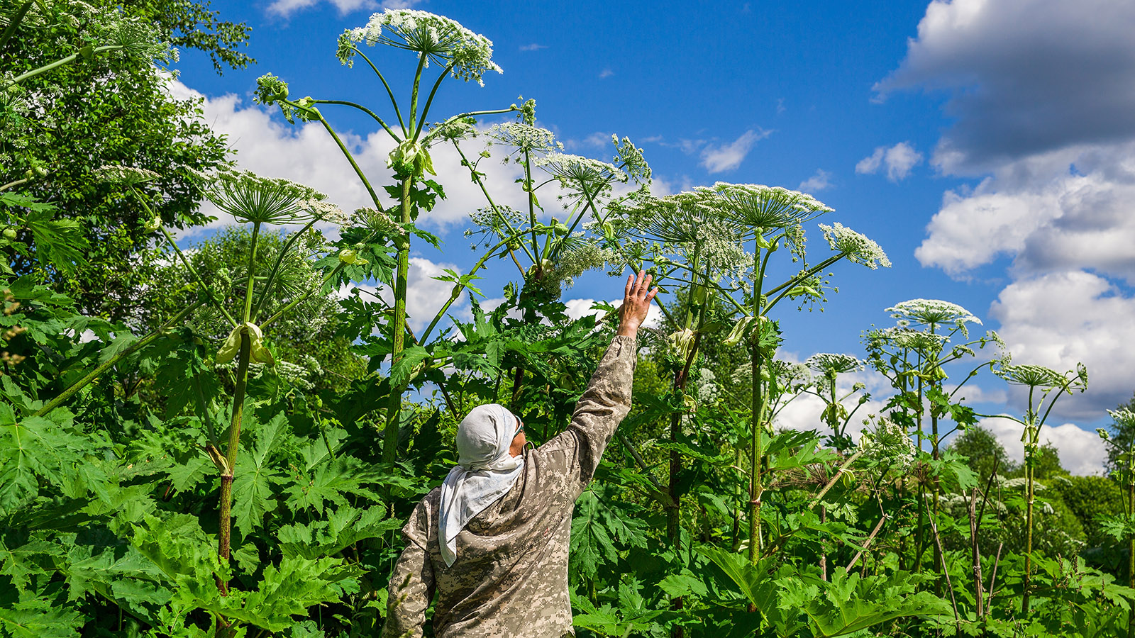 Россиянам напомнили о новых штрафах для владельцев земельных участков
